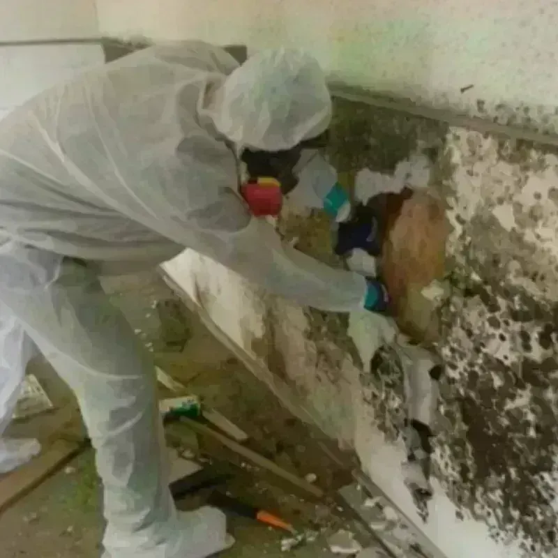 Mold Remediation and Removal in Aptos Hills-Larkin Valley, CA